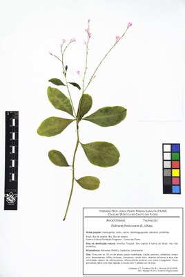 Talinum fruticosum - Exsicata corrigida