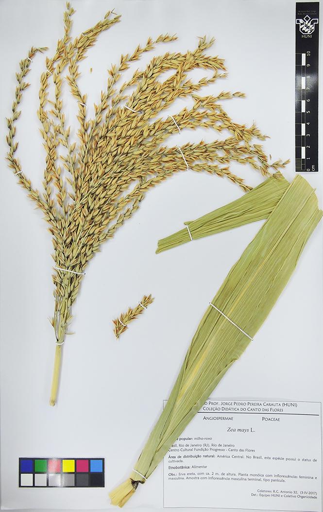 Zea mays - Exsicata