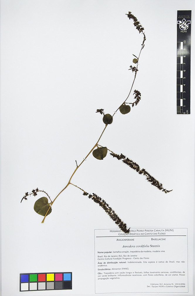 Anredera cordifolia - exsicata