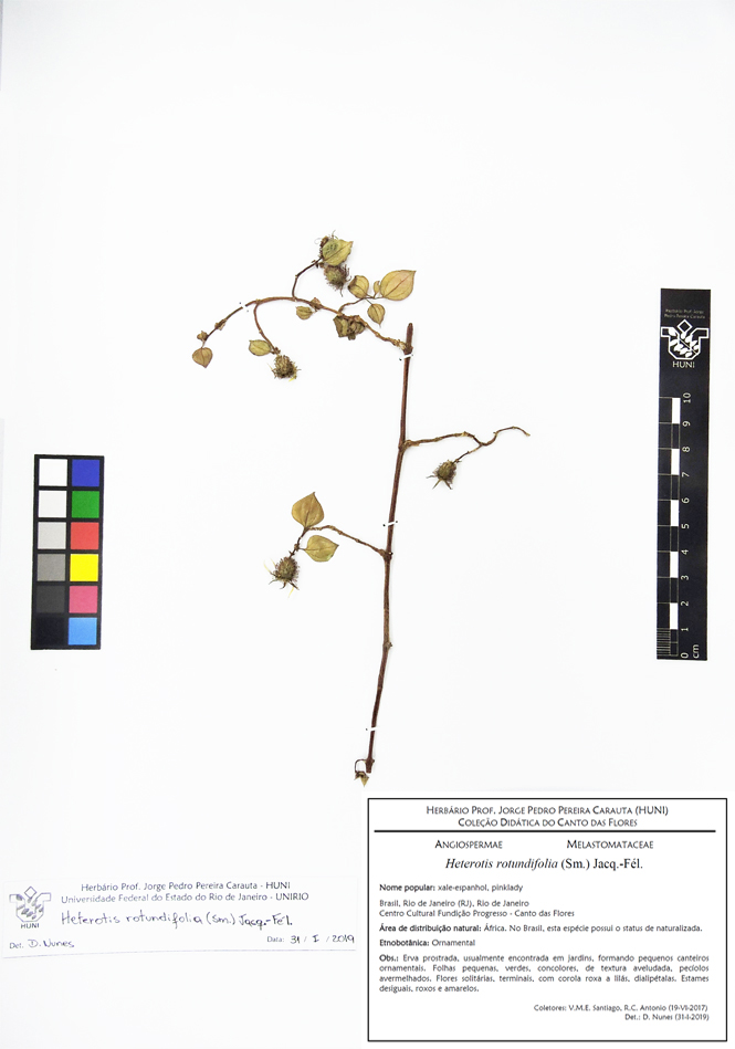 Heterotis rotundifolia - Exsicata