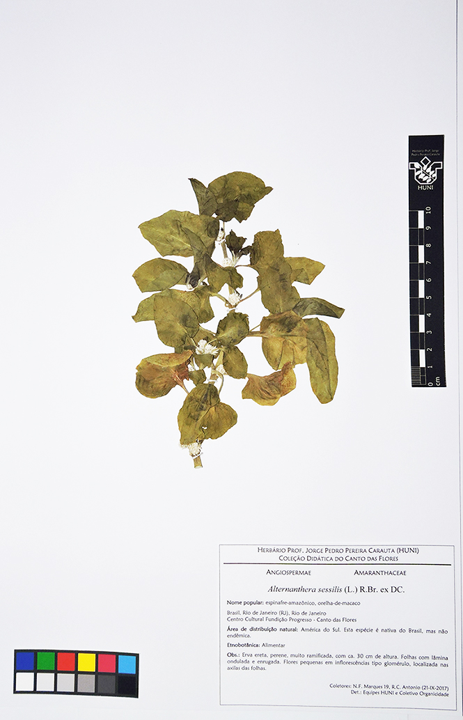 Althernanthera sessilis - Exsicata