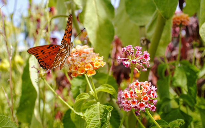 Lantana camara - Canto das Flores 1