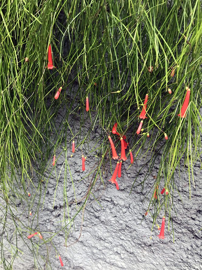 Russelia equisetiformis - Canto das Flores 4