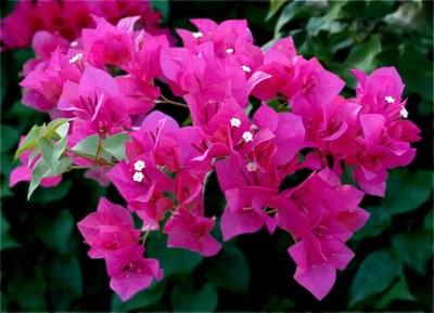 Bougainvillea