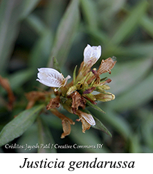 Justicia gendarussa - prancha