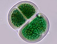 Chroococcus