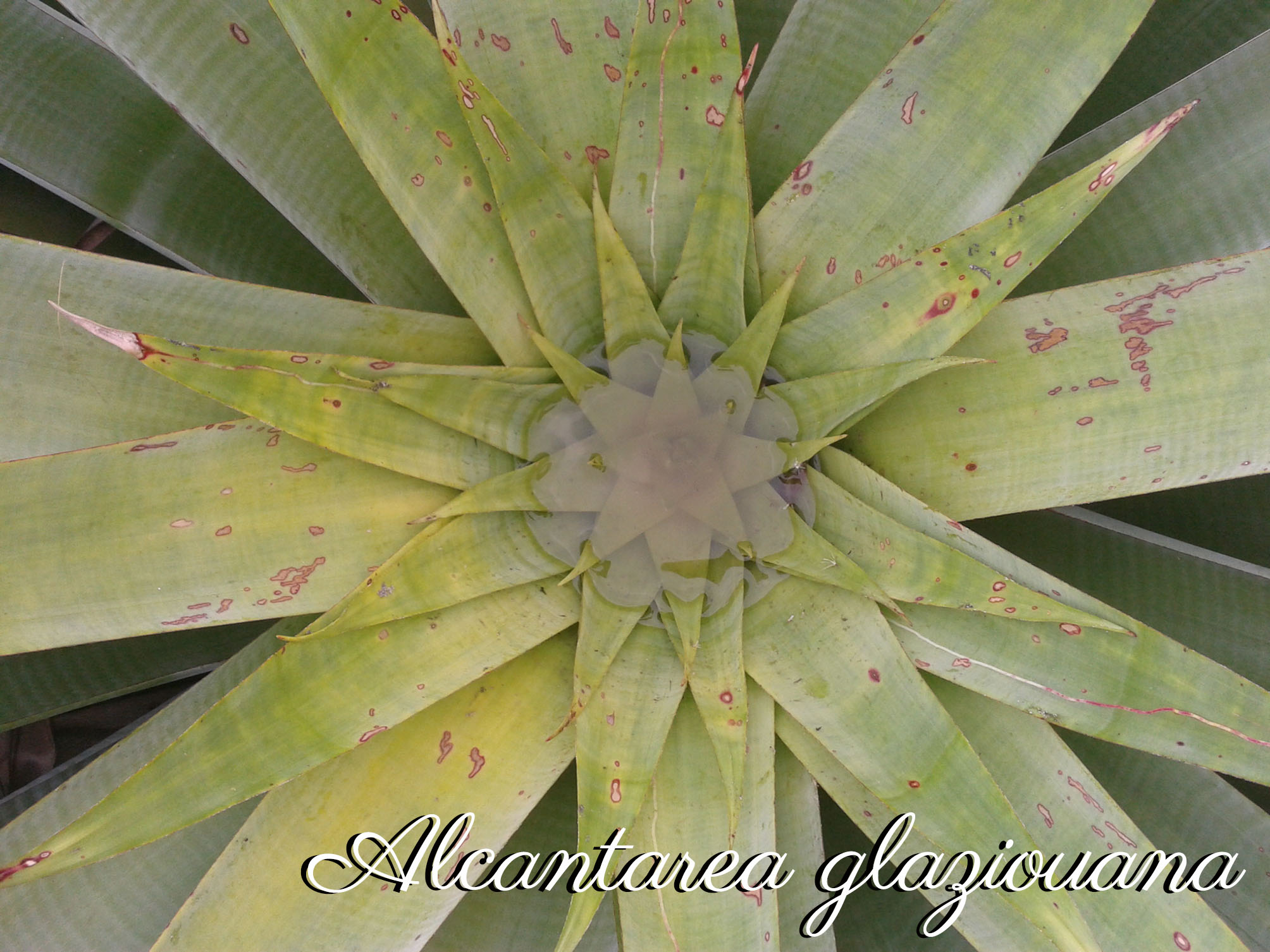 Alcantarea glaziouana