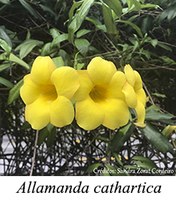 Allamanda cathartica - prancha