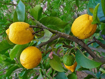 Citrus medica - H. Zell