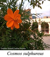 Cosmos sulphureus - prancha