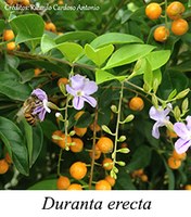 Duranta erecta - prancha