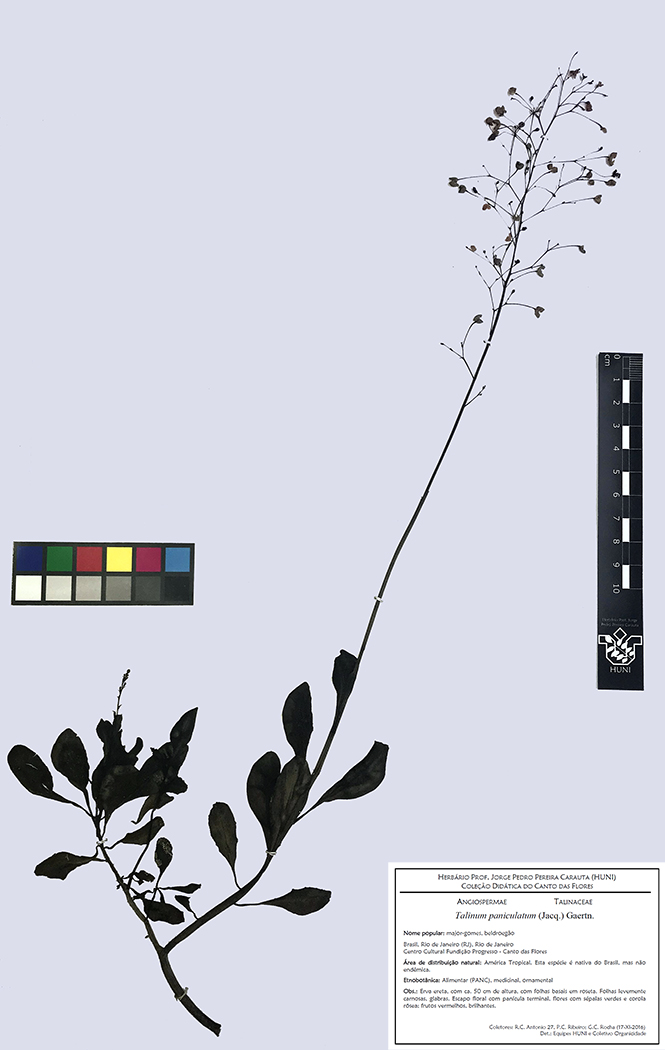 Exsicata - Talinum paniculatum