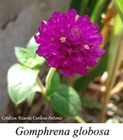 Gomphrena globosa - prancha