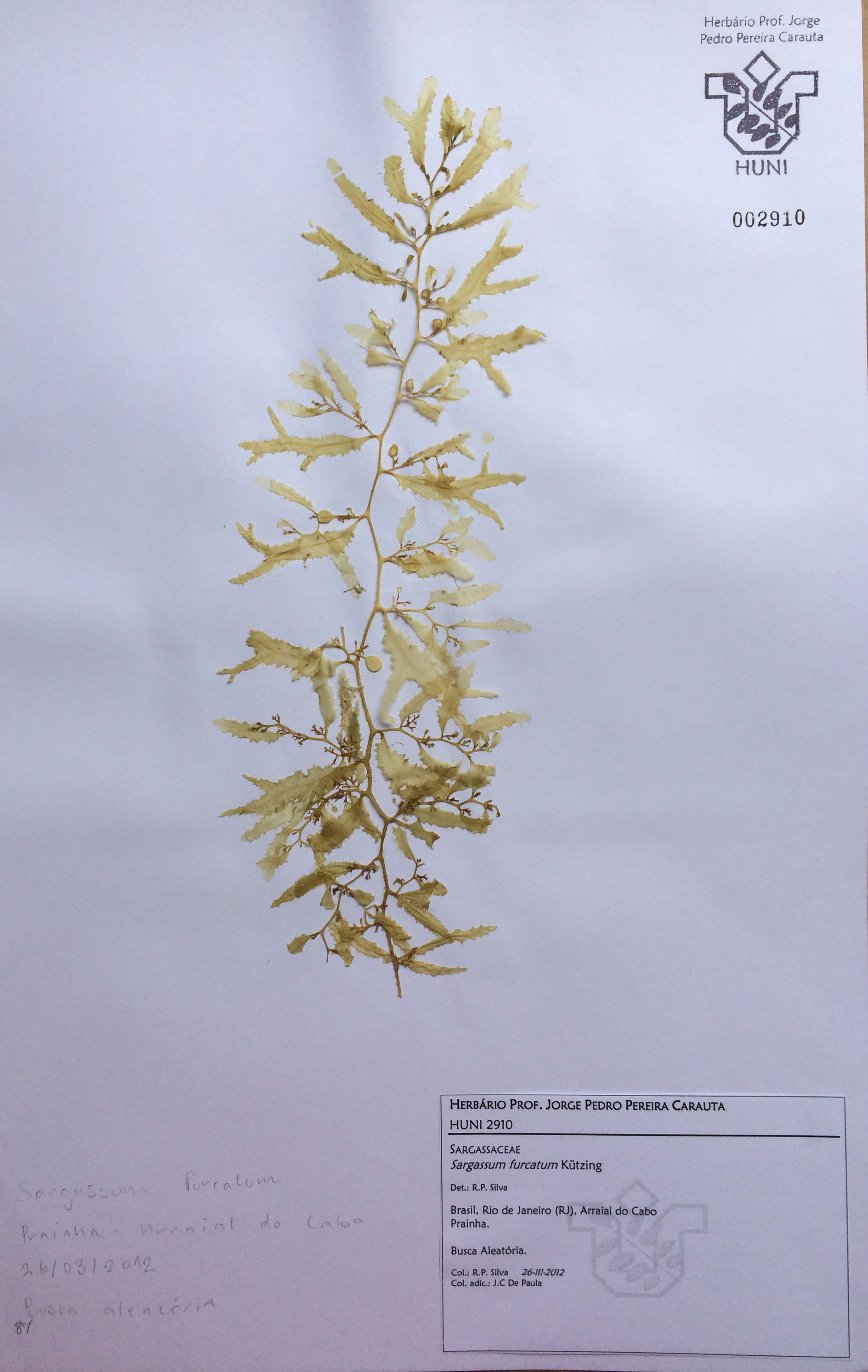 Sargassum