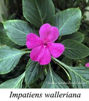 Impatiens walleriana - prancha