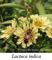 Lactuca indica - prancha