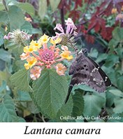 Lantana camara - prancha