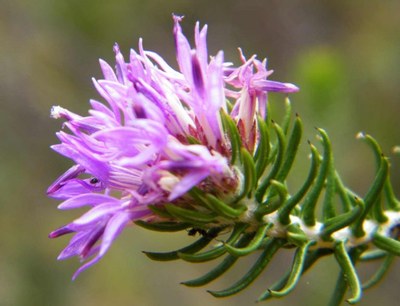 Lychnophora ericoides - Horto Didático UFSC