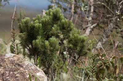 Lychnophora ericoides - João Vitor Andriola