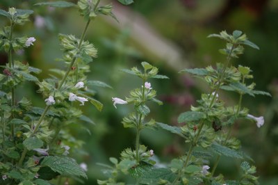 Melissa officinalis - Gertjan van Noord