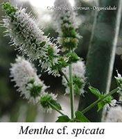 Mentha cf. spicata - prancha