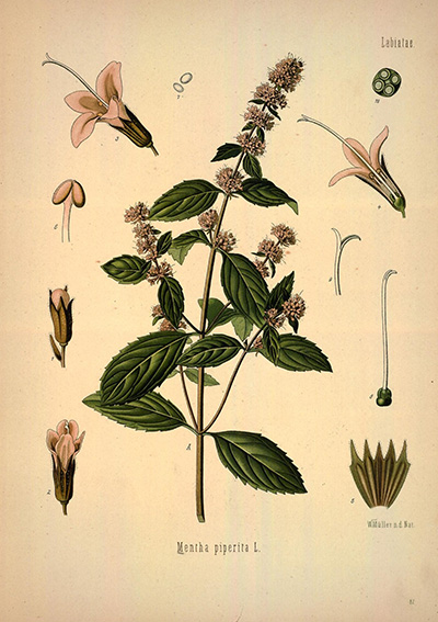 Mentha x piperita BHL