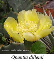 Opuntia dillenii - prancha