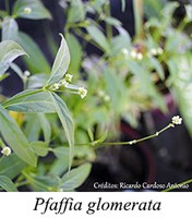 Pfaffia glomerata - prancha