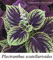 Plectranthus scutellarioides - prancha