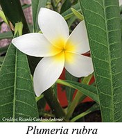 Plumeria rubra - prancha