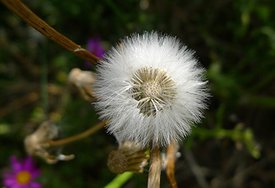 Senecio elegans - John Tann