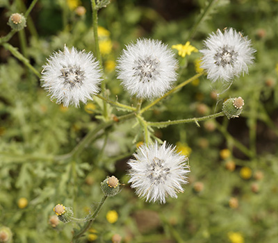 Senecio viscosus - Udo Schmidt