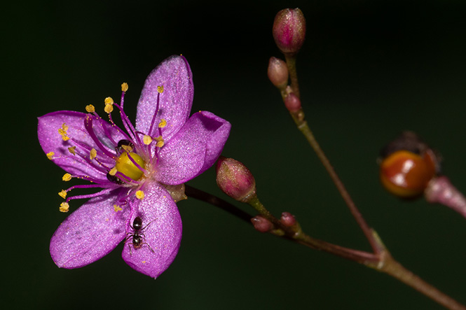 Talinum paniculatum - Isis Medri