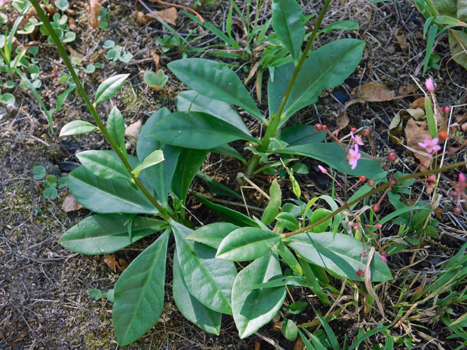 Talinum paniculatum - Klaus Wehrlin