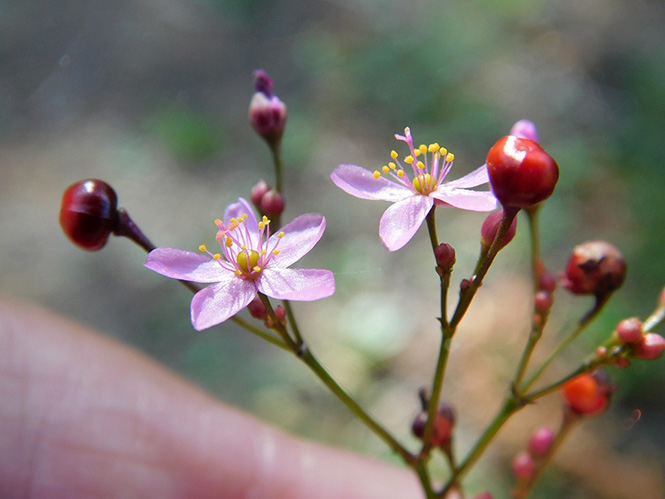 Talinum paniculatum - flor - Klaus Wehrlin