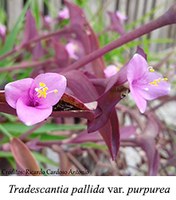 Tradescantia pallida var. purpurea - prancha