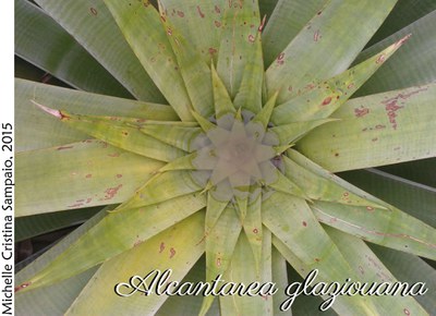 Alcantarea glaziouana