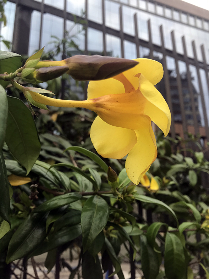 Allamanda cathartica L. — Herbário