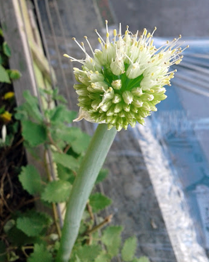 Allium fistulosum - Canto das Flores 2