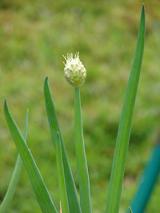 Allium fistulosum - Canto das Flores - Forest e Kim Starr 3