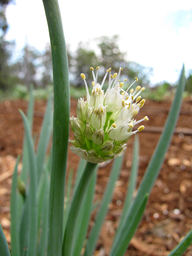 Allium fistulosum - Canto das Flores - Forest e Kim Starr 4