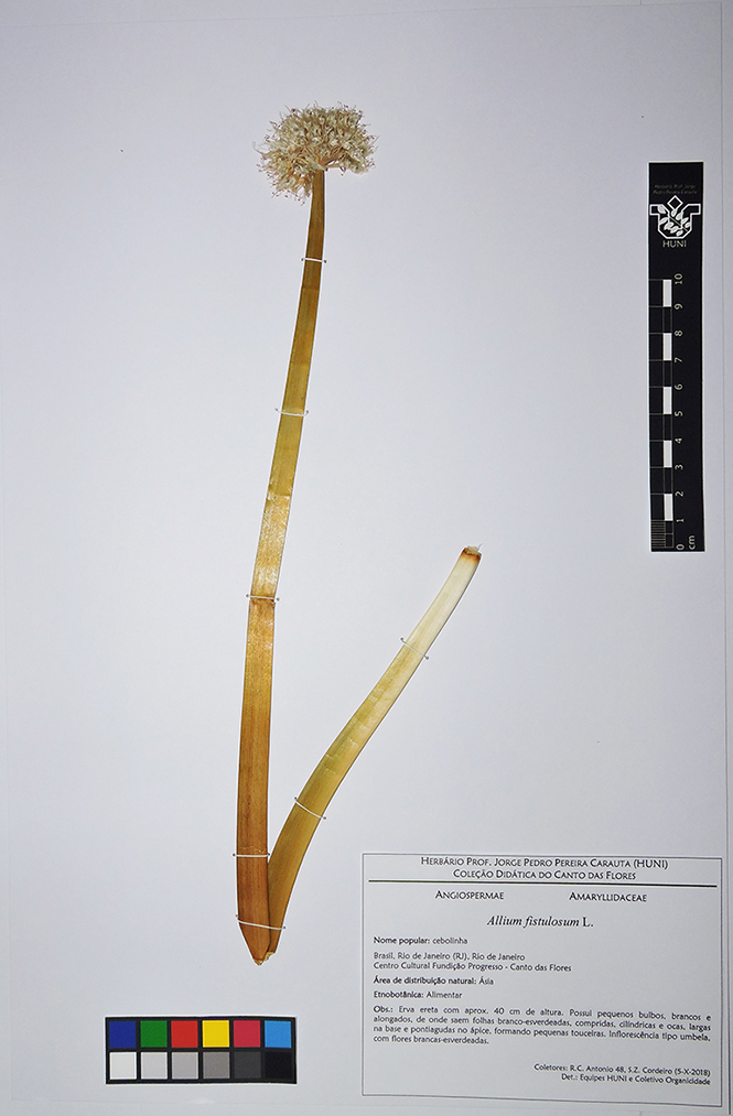 Allium fistulosum - exsicata