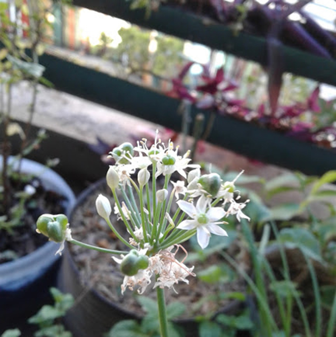 Allium tuberosum - Canto das Flores 7