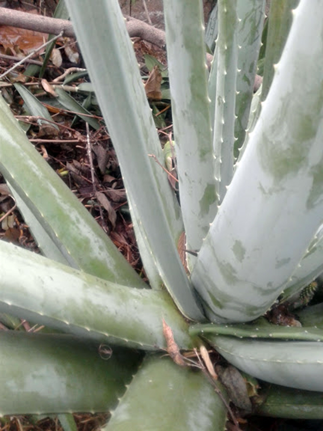 Aloe vera (L.) Burm.f. — Herbário