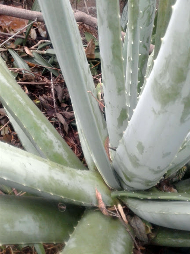 Aloe vera - Canto das Flores 1