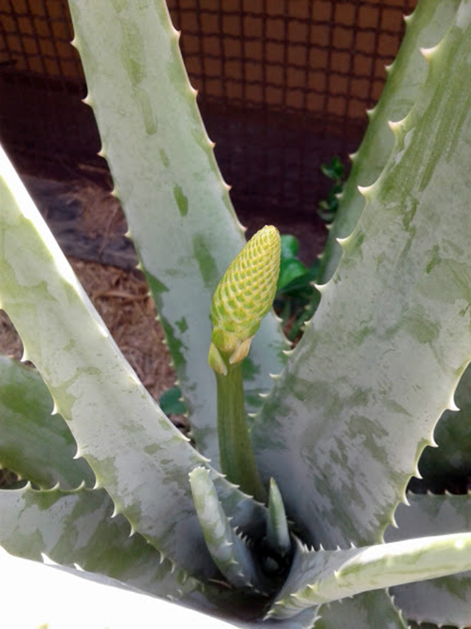 Aloe vera (L.) Burm.f. — Herbário