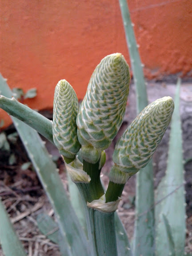 Aloe vera (L.) Burm.f. — Herbário