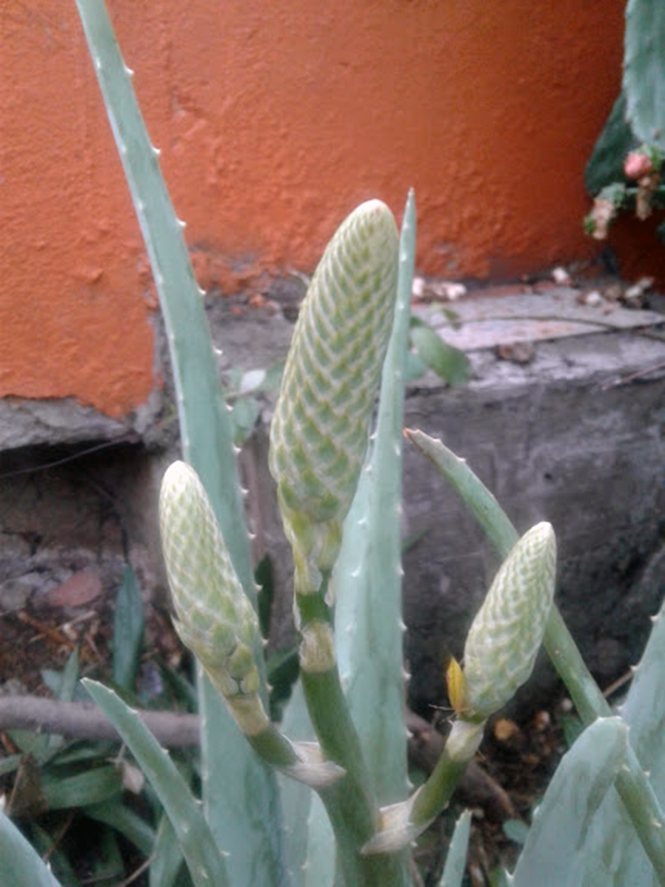 Aloe vera - Canto das Flores 4