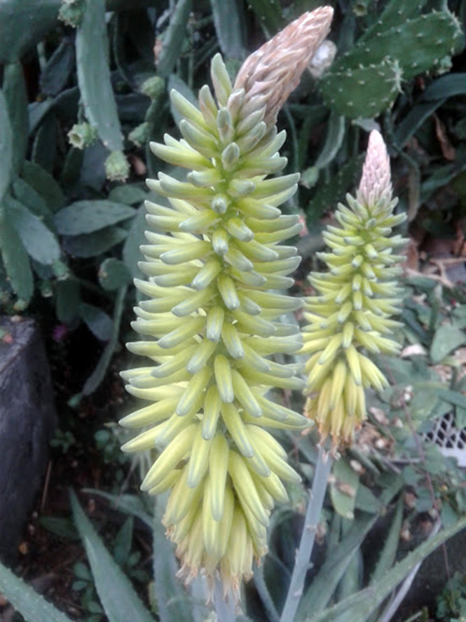 Aloe vera (L.) Burm.f. — Herbário