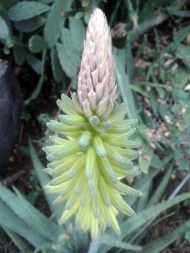 Aloe vera - Canto das Flores 6